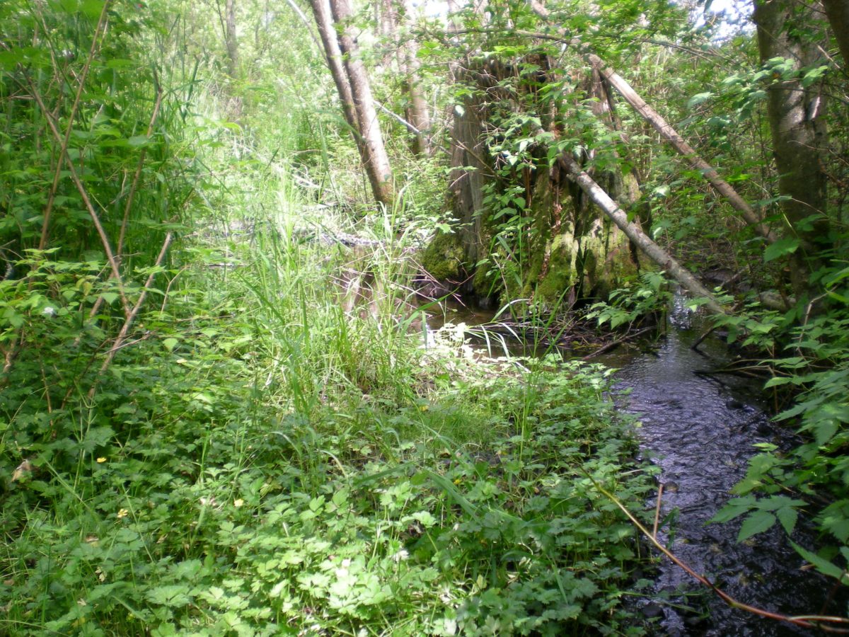 n14 looking downstream DSCN2184